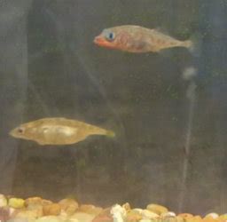 Biology Fun­damentals – Stickleback fish