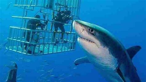 The Largest Great White Shark Ever Was Caught On Camera - Goodfullness