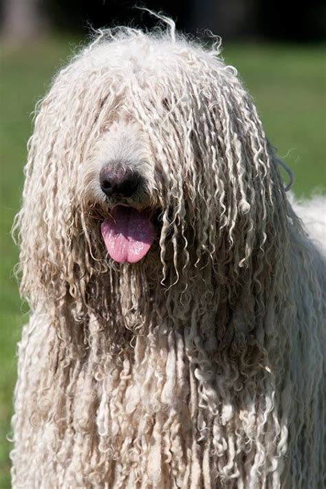 Komondor Dog Breed Information