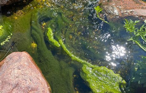 Koi Pond Algae - What is it and how to treat it. • Colorado Pond Pros