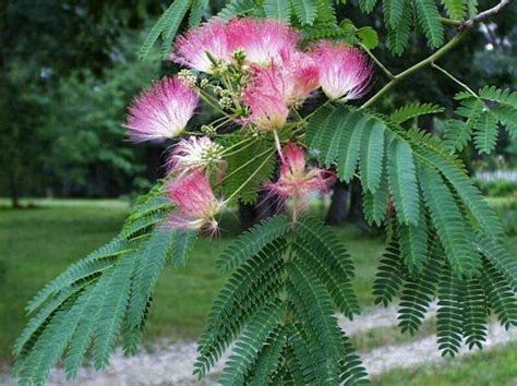 2 SILK MIMOSA TREE Fragrant Pink Flowers Albizia Sapling | Etsy