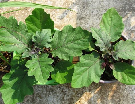 Growing brinjal plant - Terrace Gardening the Organic Way