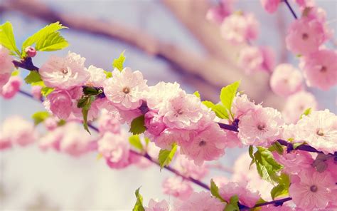 Spring cherry blossoms wallpaper Preview | 10wallpaper.com