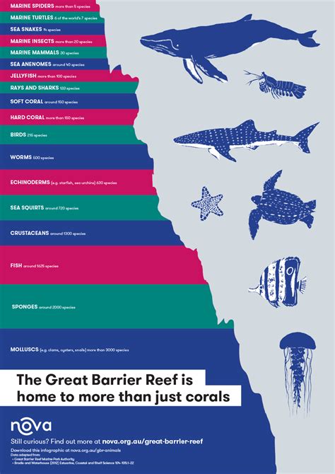 Discover the Incredible Diversity of Animals in the Great Barrier Reef