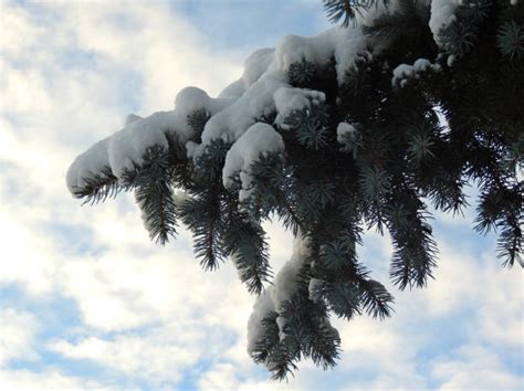 70+ Spruce Tree White Spruce Branch Snow Stock Photos, Pictures & Royalty-Free Images - iStock