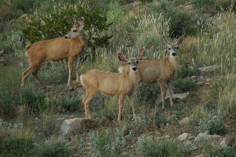 Curly, Moe and Larry (I'm just guessing!) / Photo by Tom Bowlin