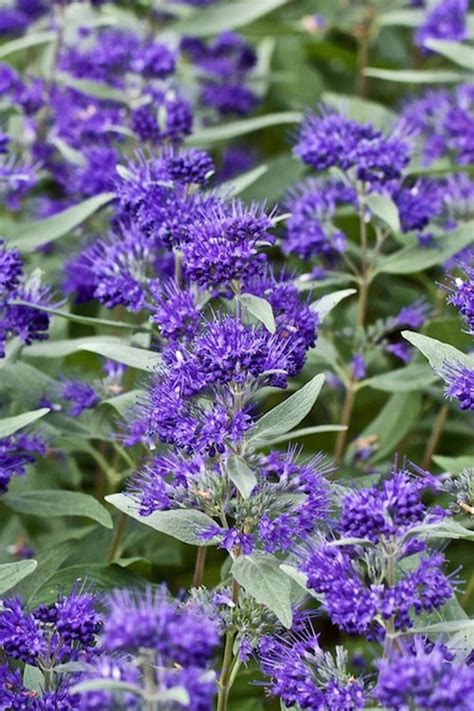 Buy 'Dark Knight' Blue Mist Shrub (Caryopteris) | Wilson Bros Gardens | 1 Gallon Pot for Sale Online