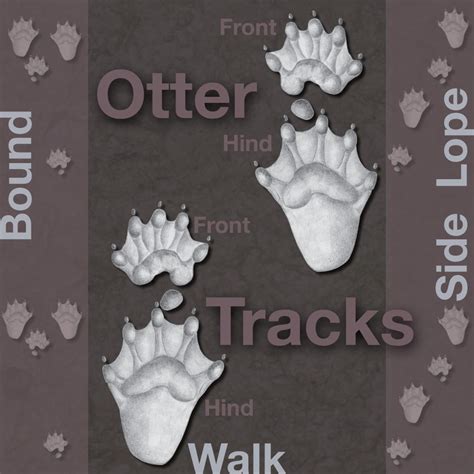 Illustrated Otter Tracks – Wildlife Illinois