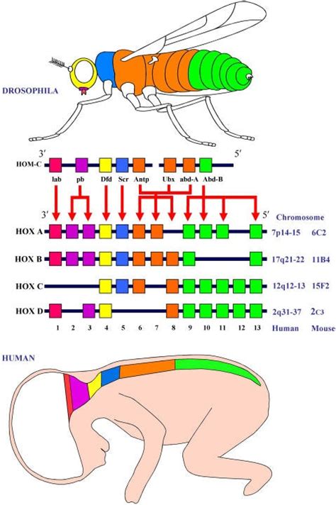 What are Hox Genes? The Real Science Used in 'Annihilation'