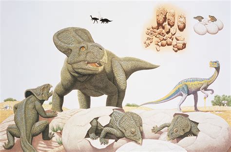 Interesting Facts About Protoceratops