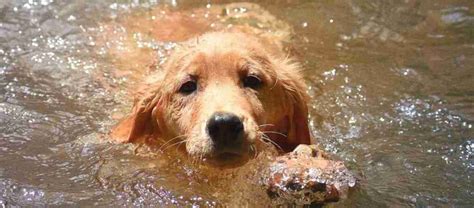 Do Golden Retrievers Like Swimming? | Should I Let My Golden Retriever Swim?