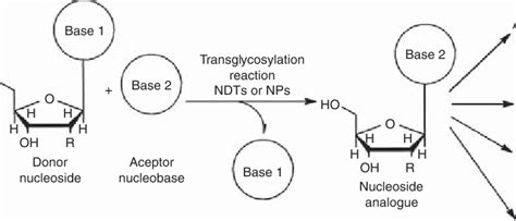 2 Strategies for the biocatalytic synthesis of nucleoside analogues and... | Download Scientific ...