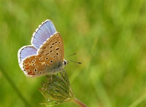 Amazing And Fun Facts About Adonis Blue Butterfly – Page 2 – Animal Encyclopedia