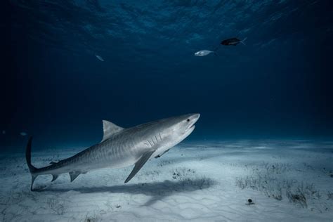 Shark Research Experience in Bimini, Bahamas - Great Hammerheads