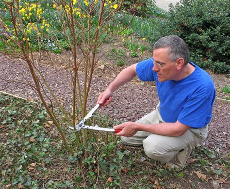 Expert Tips on the Right Time and Technique of Pruning Burning Bush ...