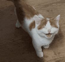 GIF de Happycat | Tenor