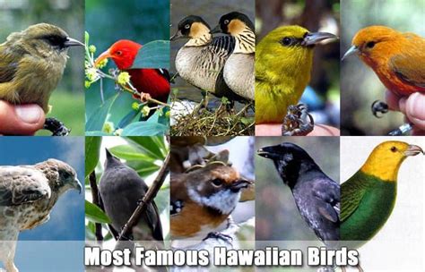 Hawaiian Birds | Native Birds of Hawaii | BioExplorer