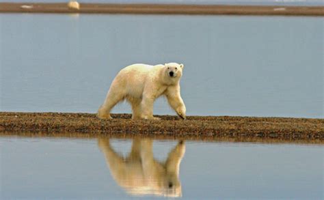 Polar Bear - Endangered Species Coalition