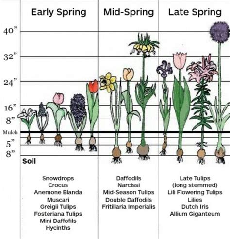 .spring bulb planting guide | Plants, Planting bulbs, Garden bulbs