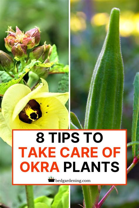 8 TIPS TO TAKE CARE OF OKRA PLANTS | Okra plant, Okra, Okra companion ...