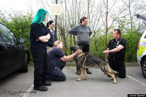 German Shepherd Police Dog Names | [#] Lunawsome