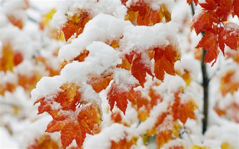 Autumn Snow Wallpapers - Top Free Autumn Snow Backgrounds - WallpaperAccess