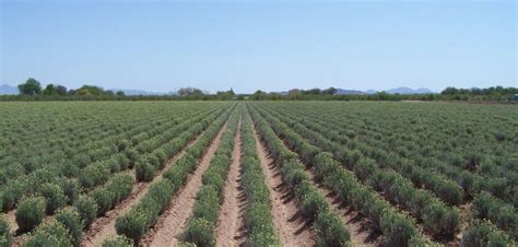 BRDI achieves key milestones in guayule research projects | Tire Technology International