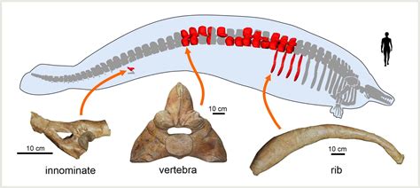 Colossal 39-million-year-old whale might have been the heaviest animal ever