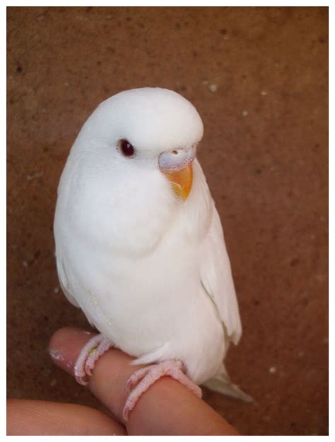 Budgie albino | Budgies bird, Rare albino animals, Albino animals