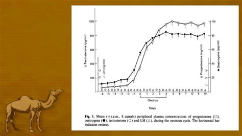 Reproductive Cycle Of Camel | PPT