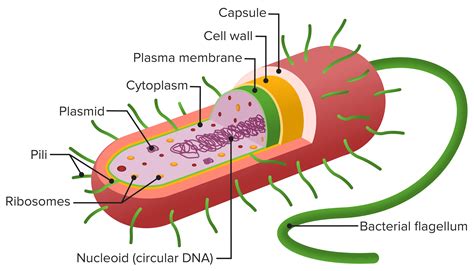 Legumes Amostra Persistência estrutura da celula bacteriana não notei Despertar Presidente