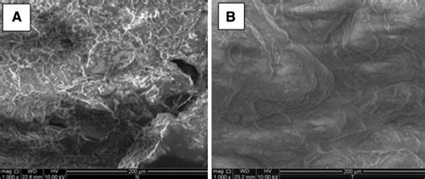 Micrographs of lateritic soil at x1000 magnification: a natural... | Download Scientific Diagram