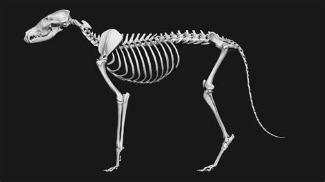 ArtStation - Fox skeleton | Resources