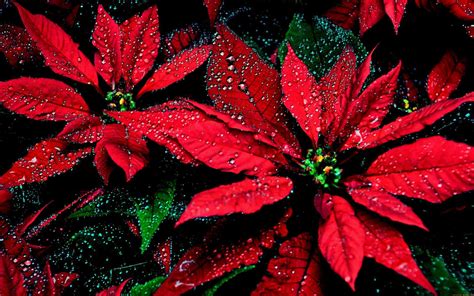 Christmas Poinsettia Wallpapers - Wallpaper Cave