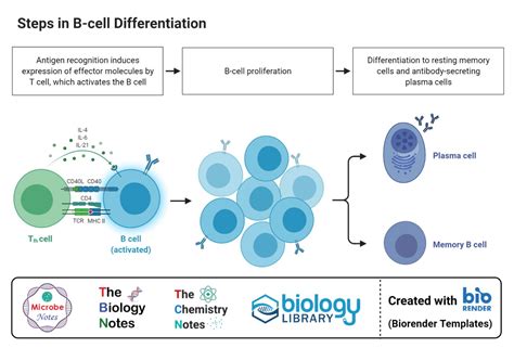 Basics Of B Cells