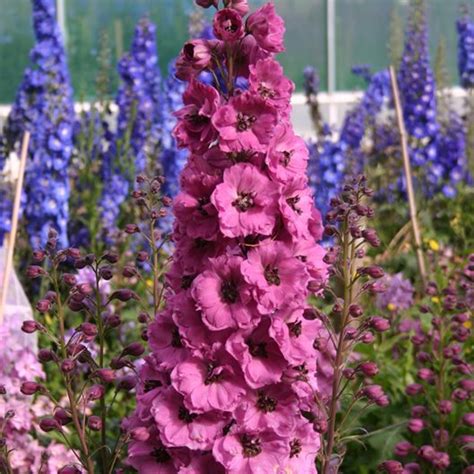 Growing Delphiniums - Plant & Care for Perennial Delphinium Flowers ...