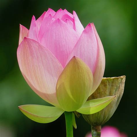 Nelumbo Nucifera