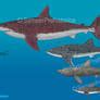 Leopard Shark Size by SameerPrehistorica on DeviantArt