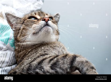 funny cat is sleeping in bed Stock Photo - Alamy