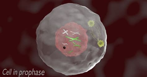 Metaphase Spindle Fibers