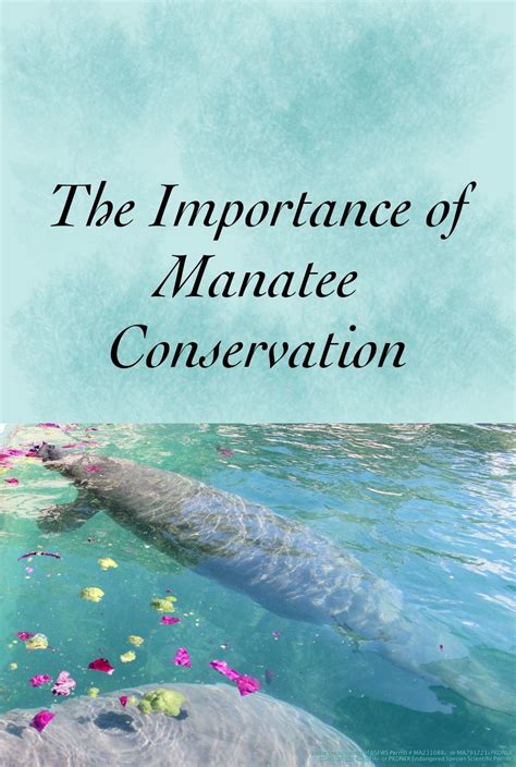 The Importance of Manatee Conservation | Manatee, Conservation, Florida ...