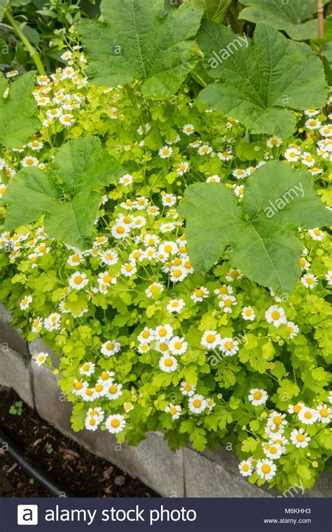 Feverfew and Borage growing among squash plants. Stock Photo | Squash plant, Plants, Borage