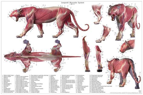 Leopard Anatomy Chart | Animal drawings, Cat anatomy, Anatomy drawing