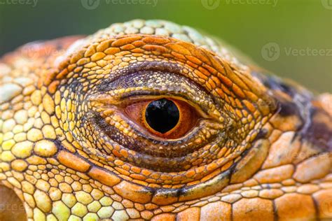 Close up of super red iguana eyes 3964362 Stock Photo at Vecteezy