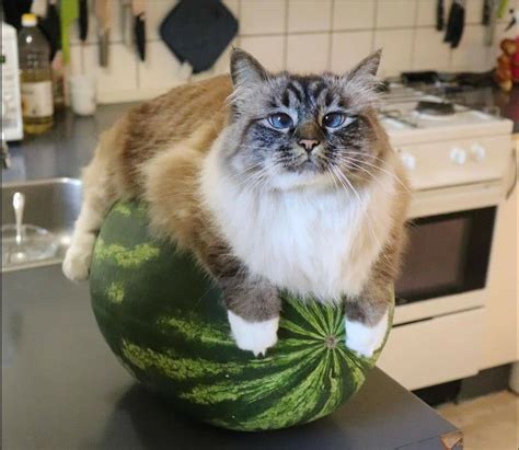 Honorable Collection Of Floofy And Majestic Cats | Watermelon cat, Funny animal memes, Silly cats