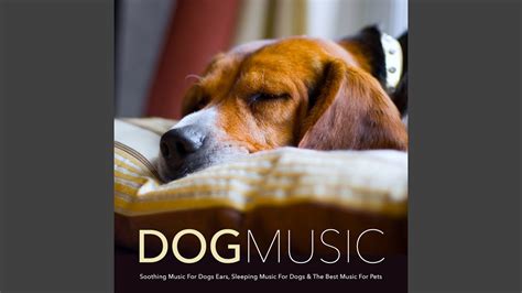 Dog Sleep Music - YouTube