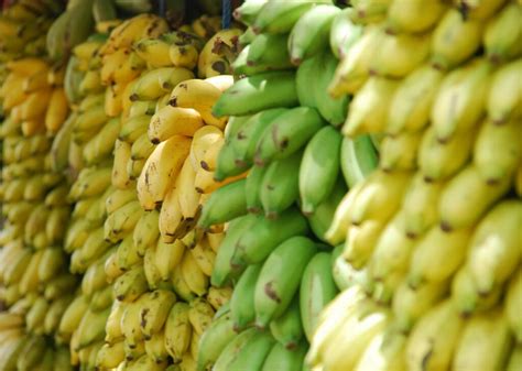 GMO vs. Organic Banana Matchup: Which is the Better Buy? • Ethical Bliss