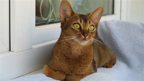 Brown Cat With Green Eyes Is Sitting On White Towel Near Window HD Cat Wallpapers | HD ...