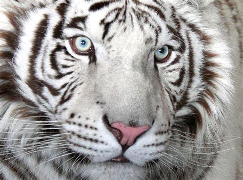 White Siberian Tiger Eyes