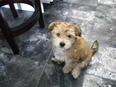 Yorkie Bichon (Bichon Frise, Yorkshire Terrier mix), Info, Pictures